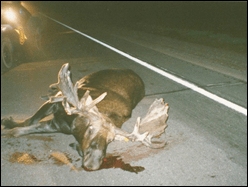 Bull moose struck by vehicle in the Upper Peninsula of Michigan. Photo by MDNR.