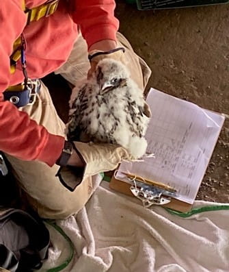 An MDNR worker bands a peregrine falcon chick in June 2022 on the Sault Ste. Marie International Bridge. (IBA photo)
