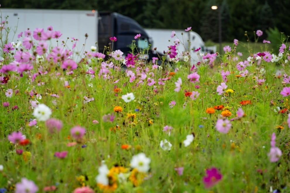 Wildflower planting located at the Port Huron Welcome Center on westbound I-69 in St. Clair County. Credit