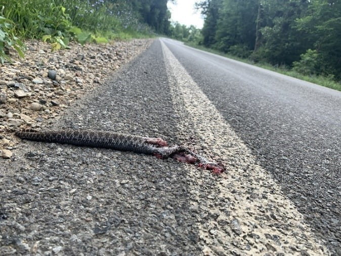 Eastern massasauga rattlesnake struck by a vehicle along a state highway in Michigan. Photo by Jennifer Moore.
