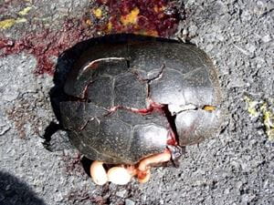 Gravid Blanding's turtle struck by a vehicle in southern Michigan. Photo by Eric McCluskey.