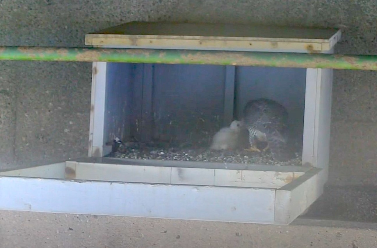An adult peregrine falcon and a chick are visible in this May 21 image from the falcon camera on the Canadian side nest box at the International Bridge in Sault Ste. Marie. (IBA photo)