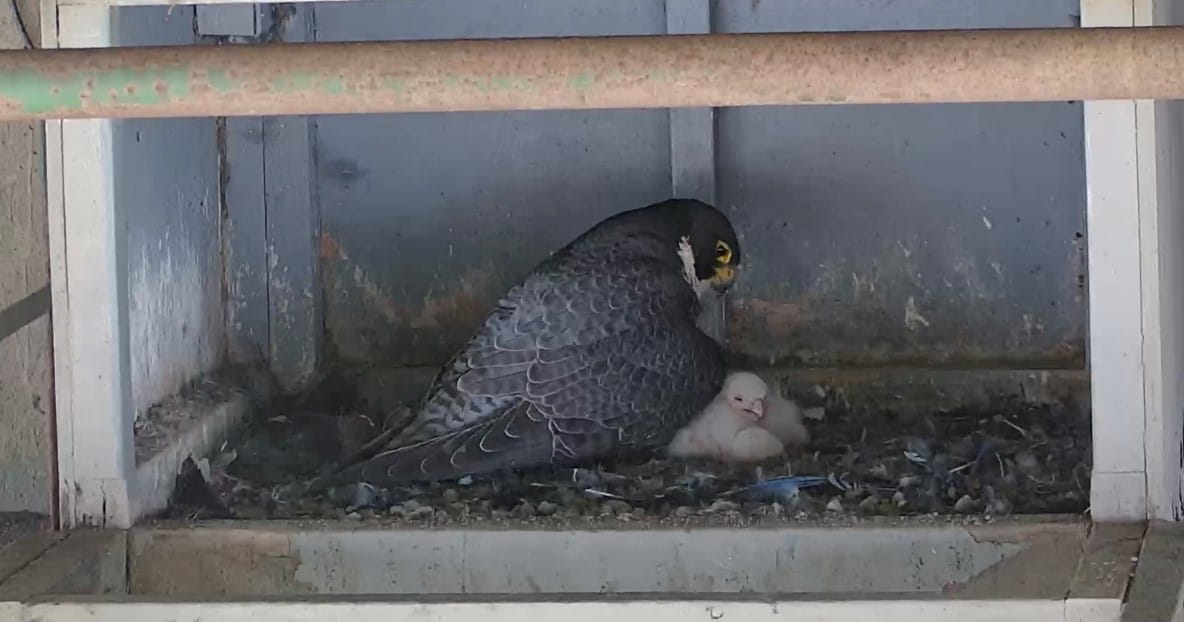 An adult peregrine falcon keeps watch over the three falcon chicks hatched this year at the Sault Ste. Marie International Bridge. (International Bridge Administration photo)