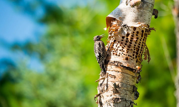 Woodpecker at birch tree