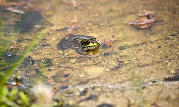 A frog in Bark River off M-35 in Menominee County.