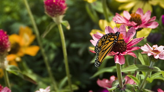 Butterfly on flowers at Point Iroquois light on Lake Superior.