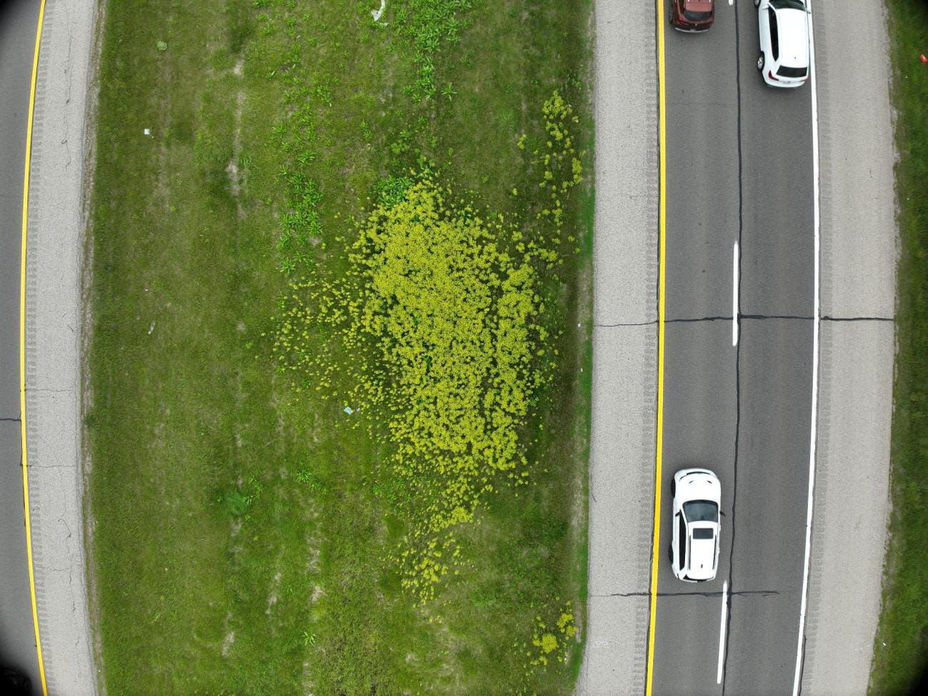 An aerial image taken from a drone of a roadside with a patch of light green vegetation in a grassy area.