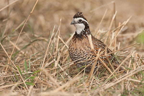A bobwhite quail in the grass. 