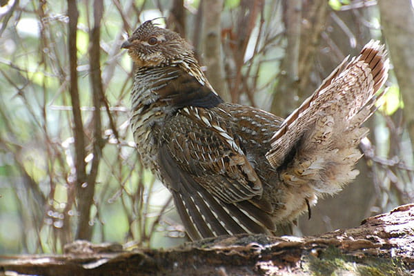 A ruffed grouse drumming on a log. 