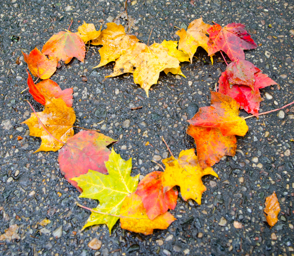 A heart made out of fall colored leaves.