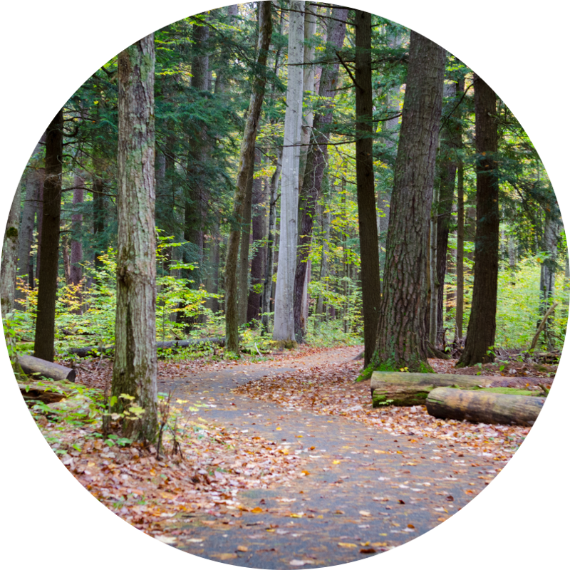 A blacktop path winds through a pine forest in the fall.