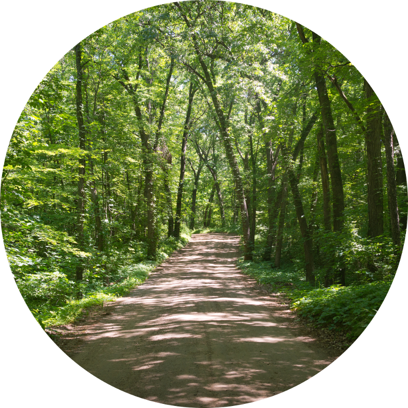 A wide trail extends forward. It is heavily wooded on each side. 