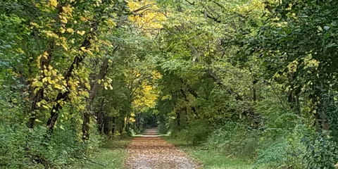 Crisp leaves showing early golden fall color cover part of the trail.