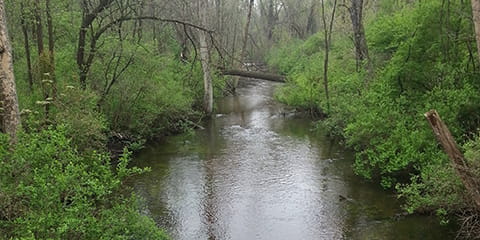 A brownish stream bordered by lush green foliage and trees