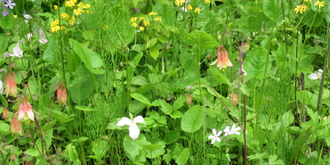 Close-up of white, orange, yellow and purple wildflowers with brilliant green foliage in background 