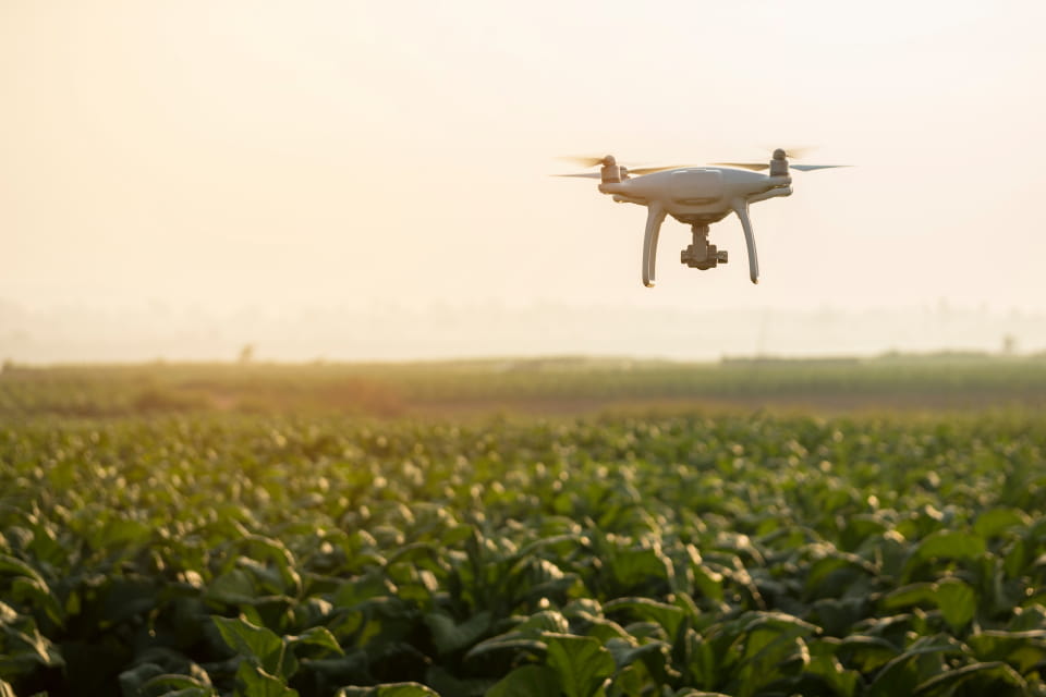 Quadcopter drone hovering over a crop