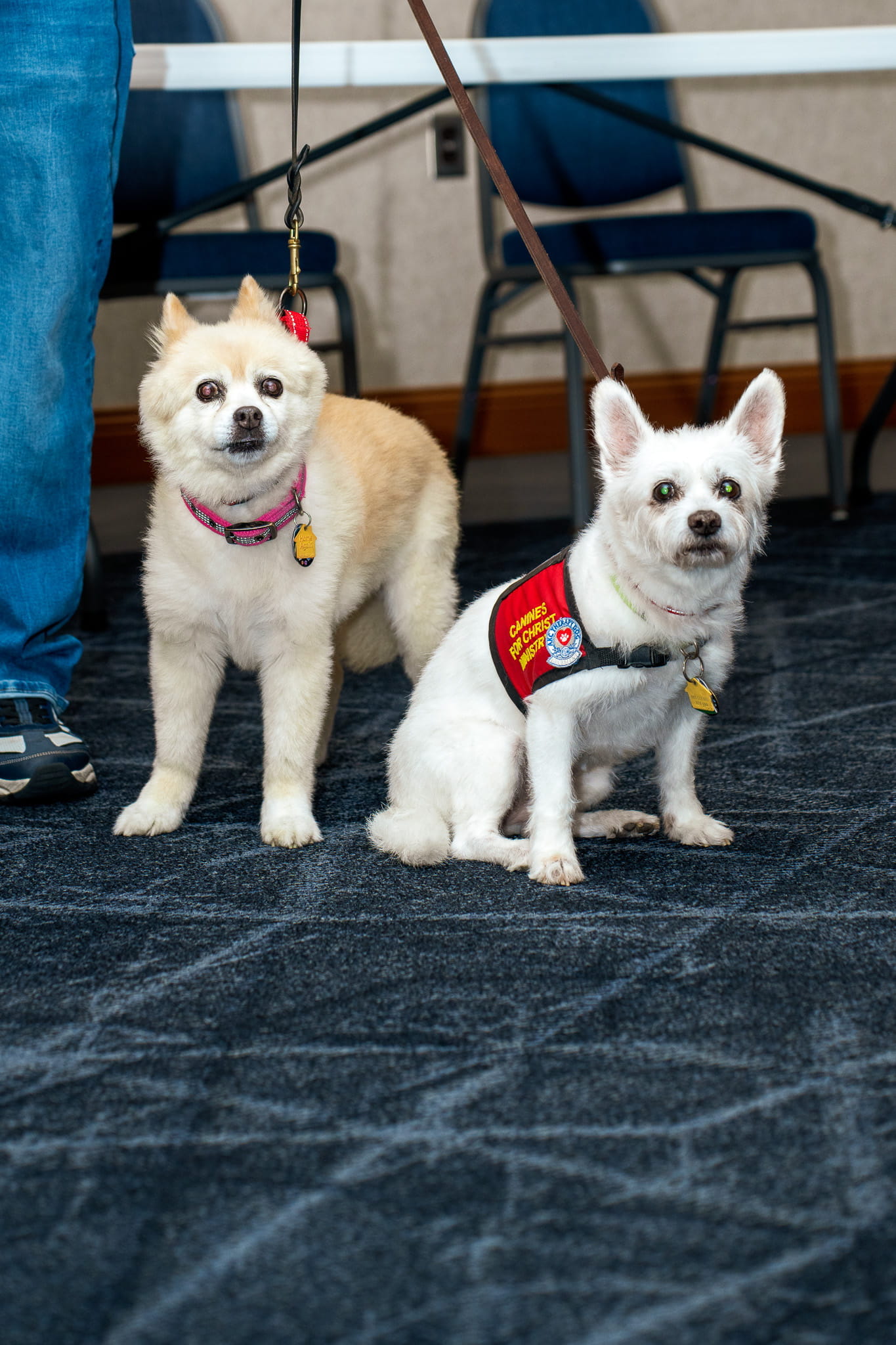 Two dogs at the conference
