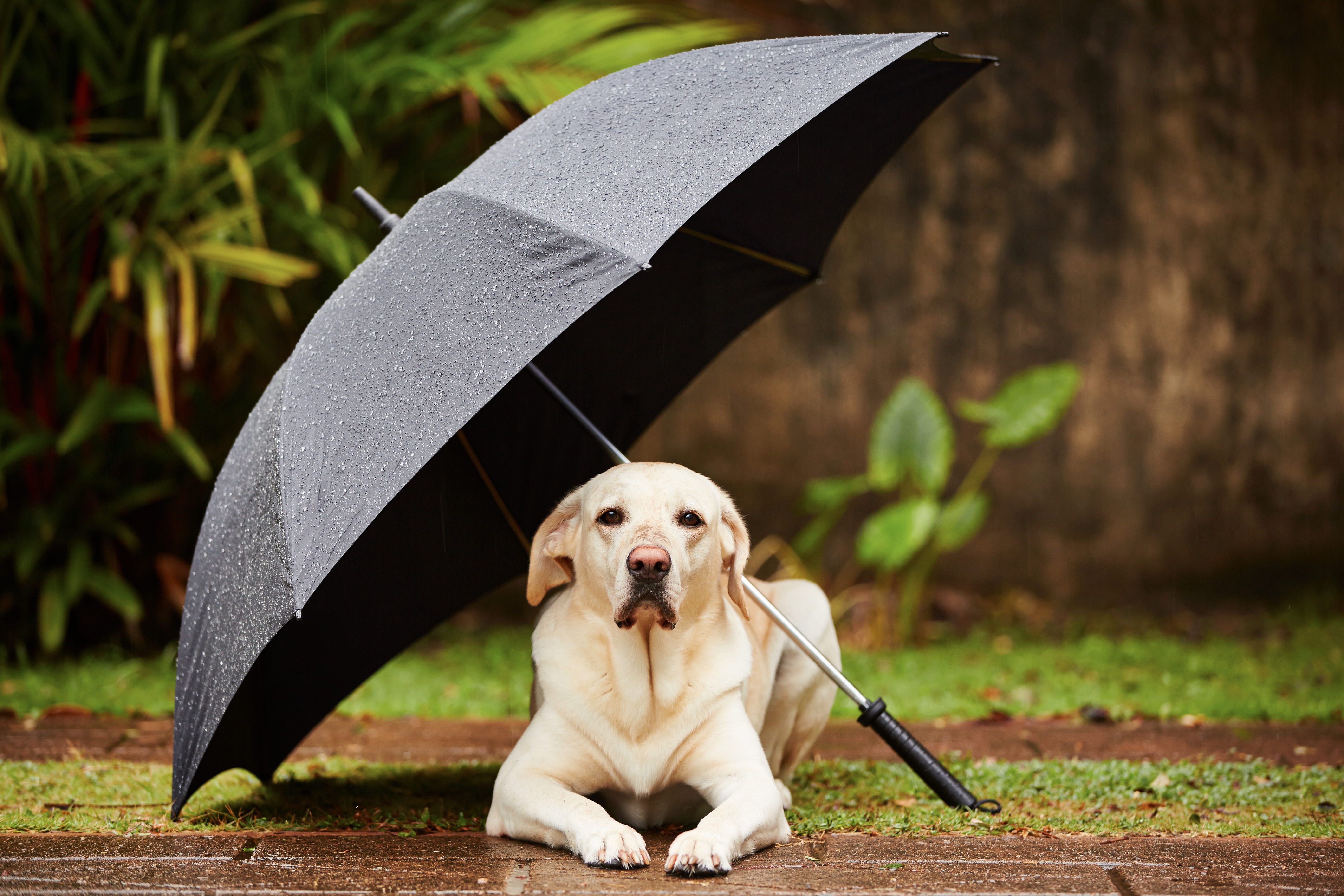 A dog laying under an umbrella in the rain.