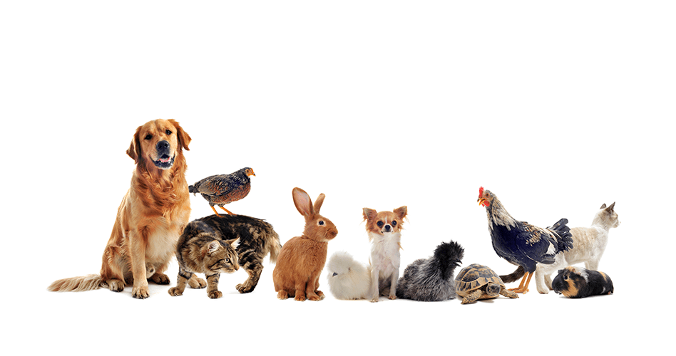 Different pets sitting together
