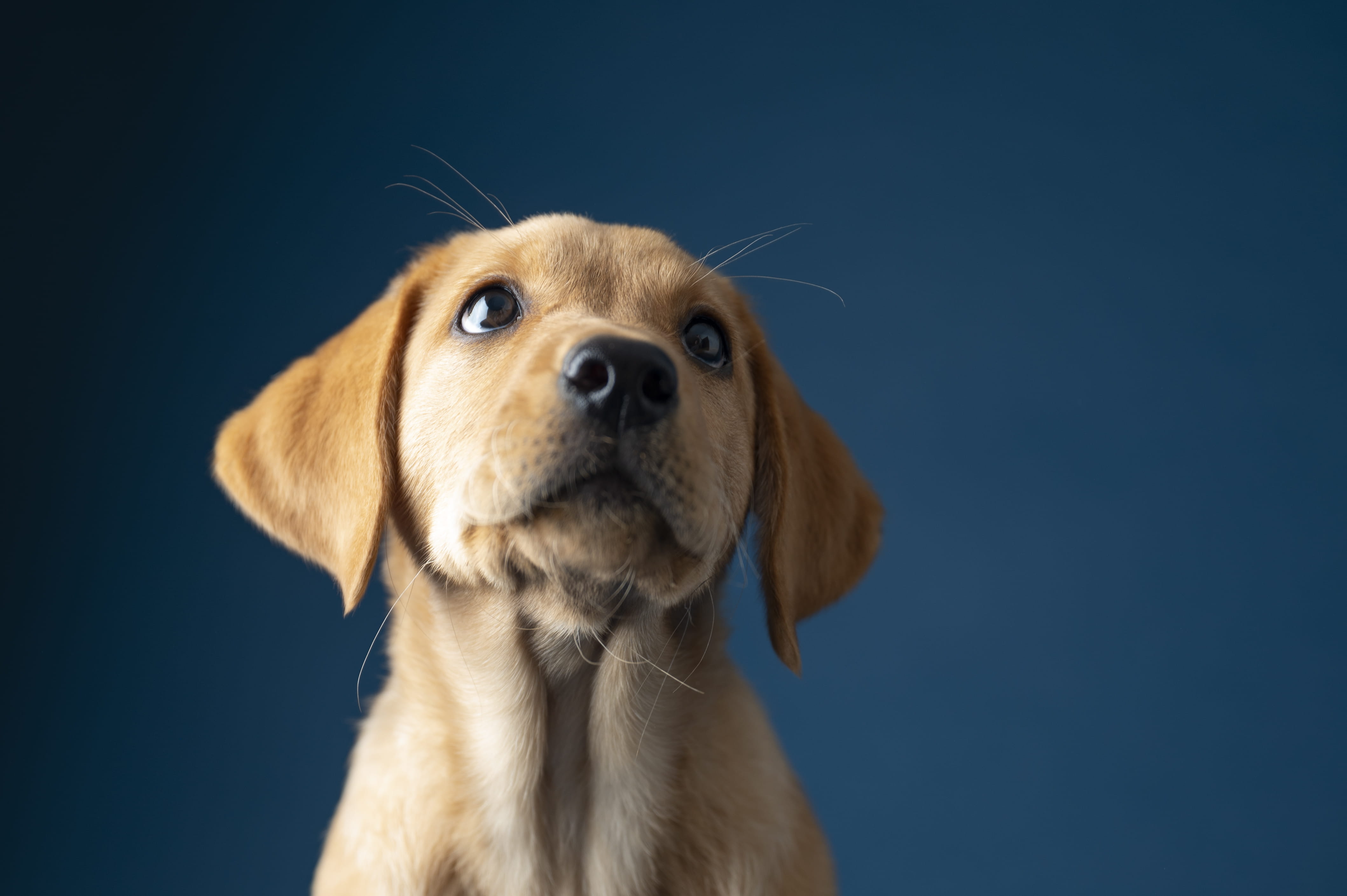 A yellow lab puppy in front of a dark blue background.
