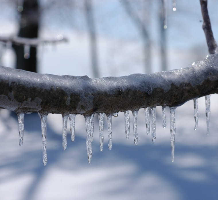 Closeup of an iced over bough