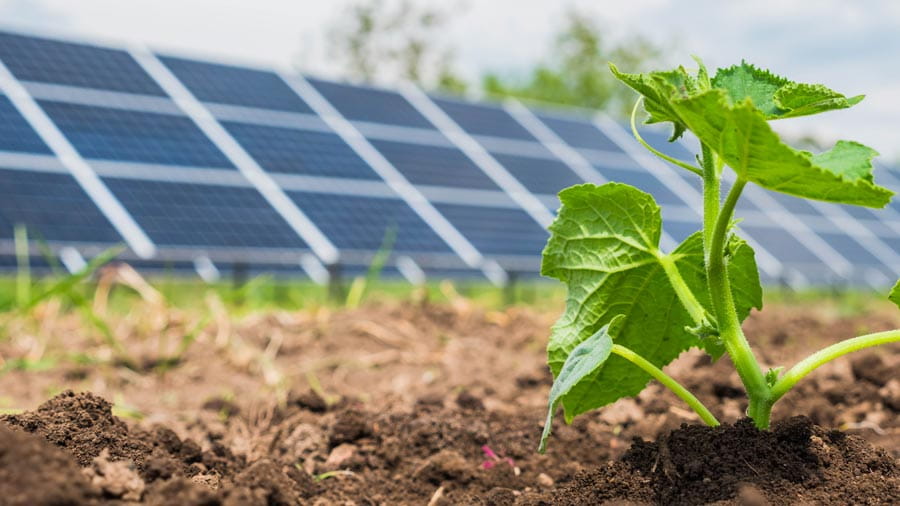 A small leafy green plant growing out of the soil in front of solar panels