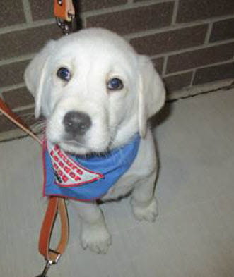 Leader Dog Bandanas-Web