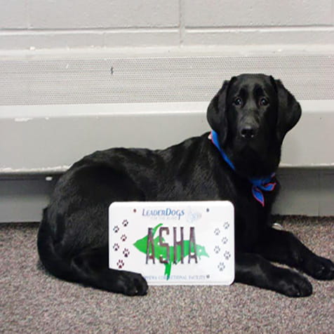 Leader Dog-Circle Panel Pic