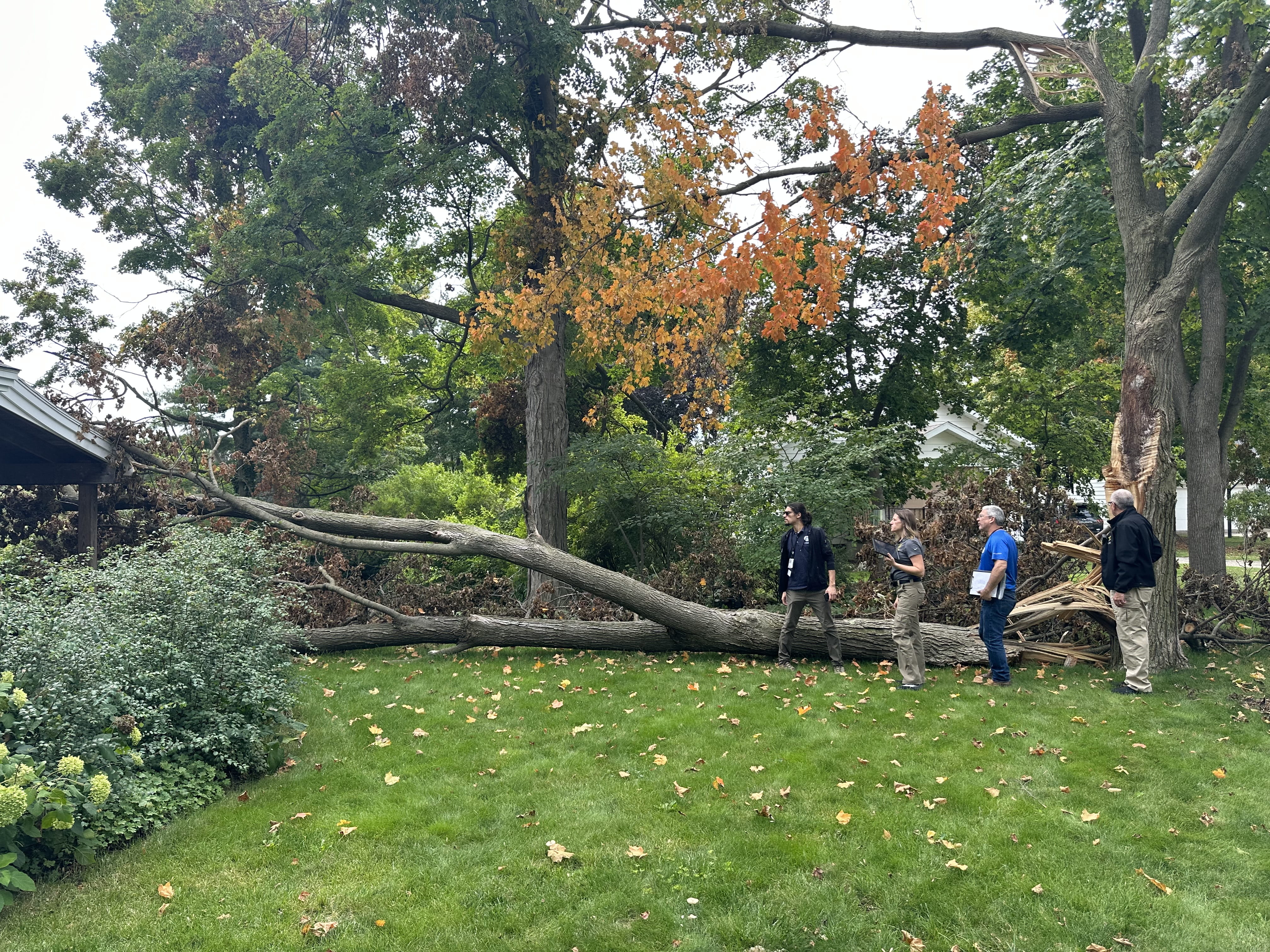 People assessing a fallen tree
