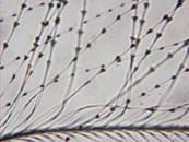 Fibrous material submitted for Trace Evidence analysis