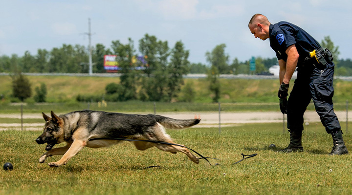 Canine with handler.
