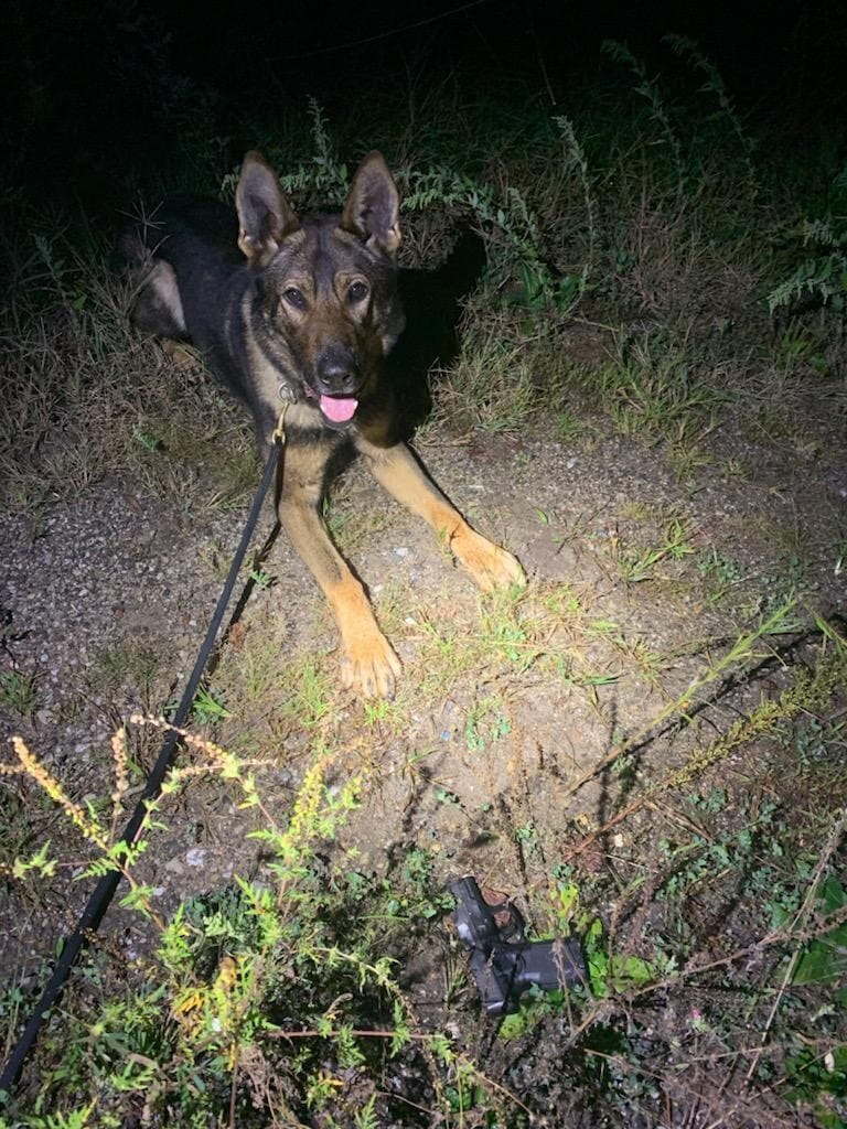 photo of K9 Otto with discarded firearm
