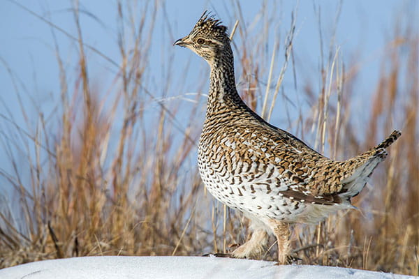 A sharp-tailed grouse in a snowy field. 