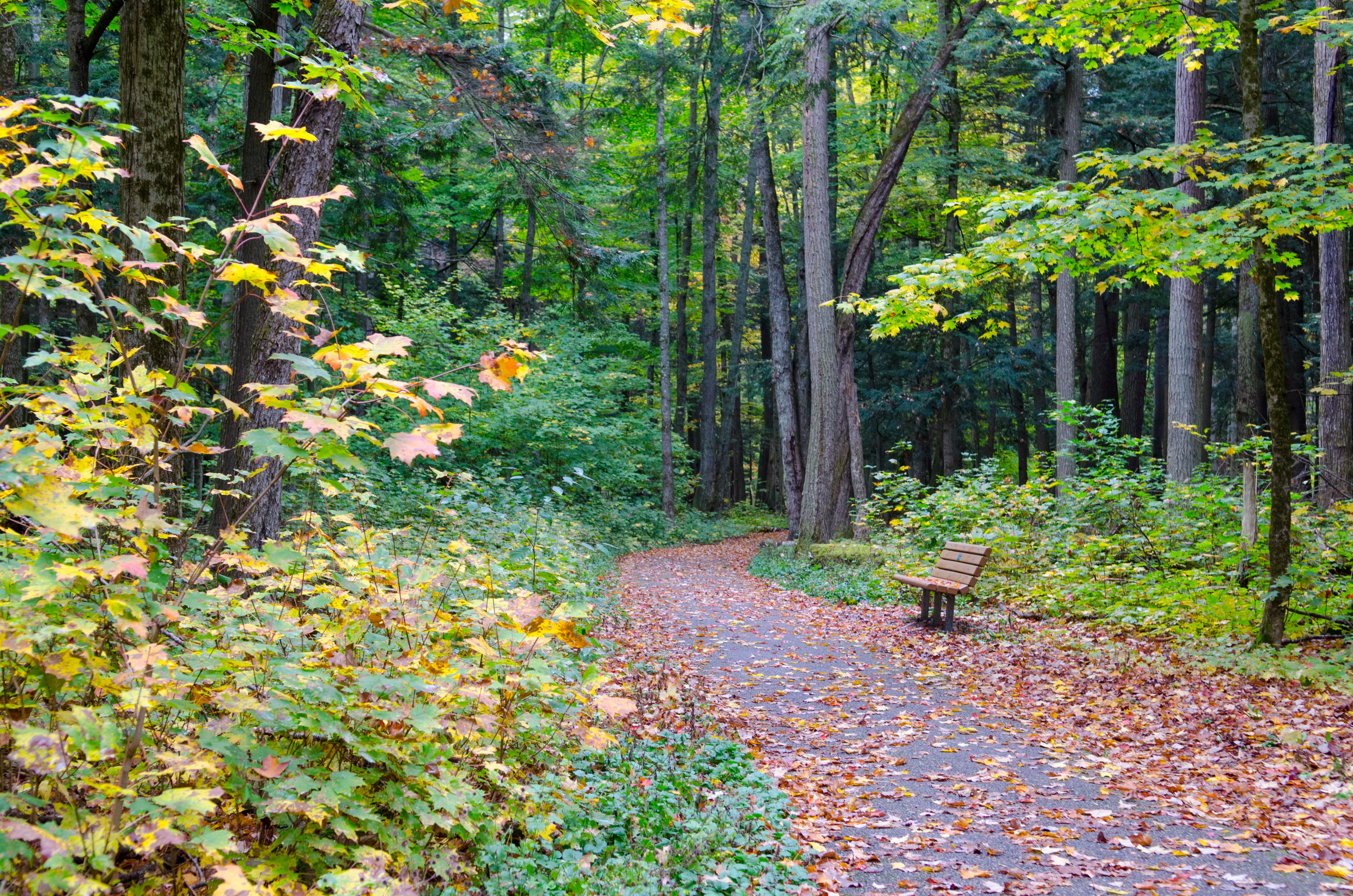 A trail through the woods in early fall