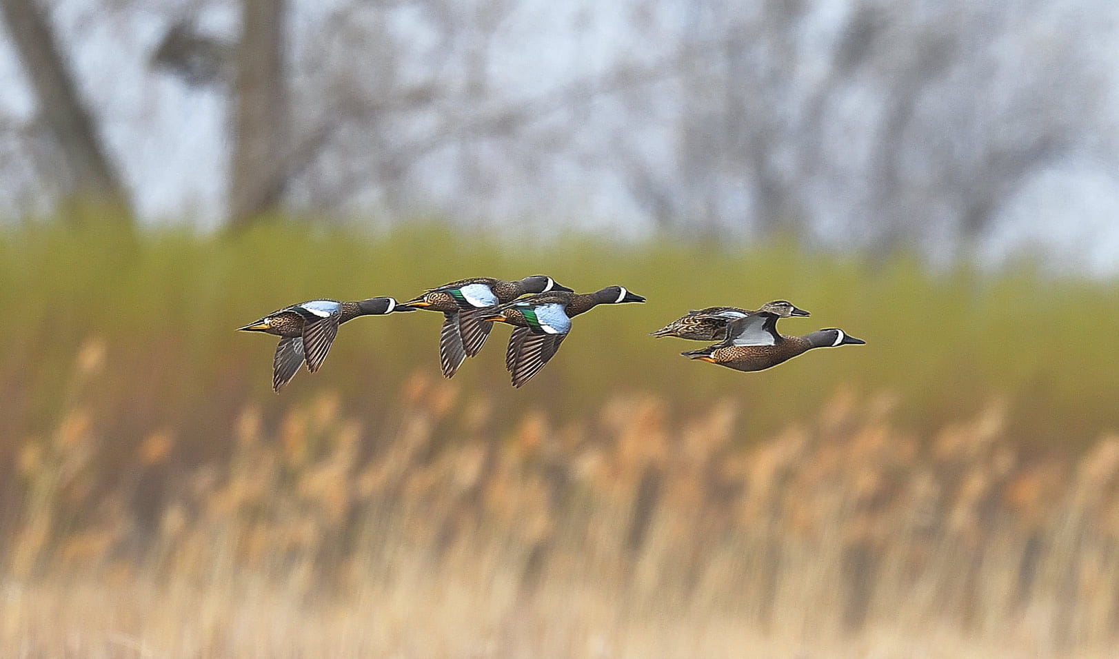 Birding Sterling State Park