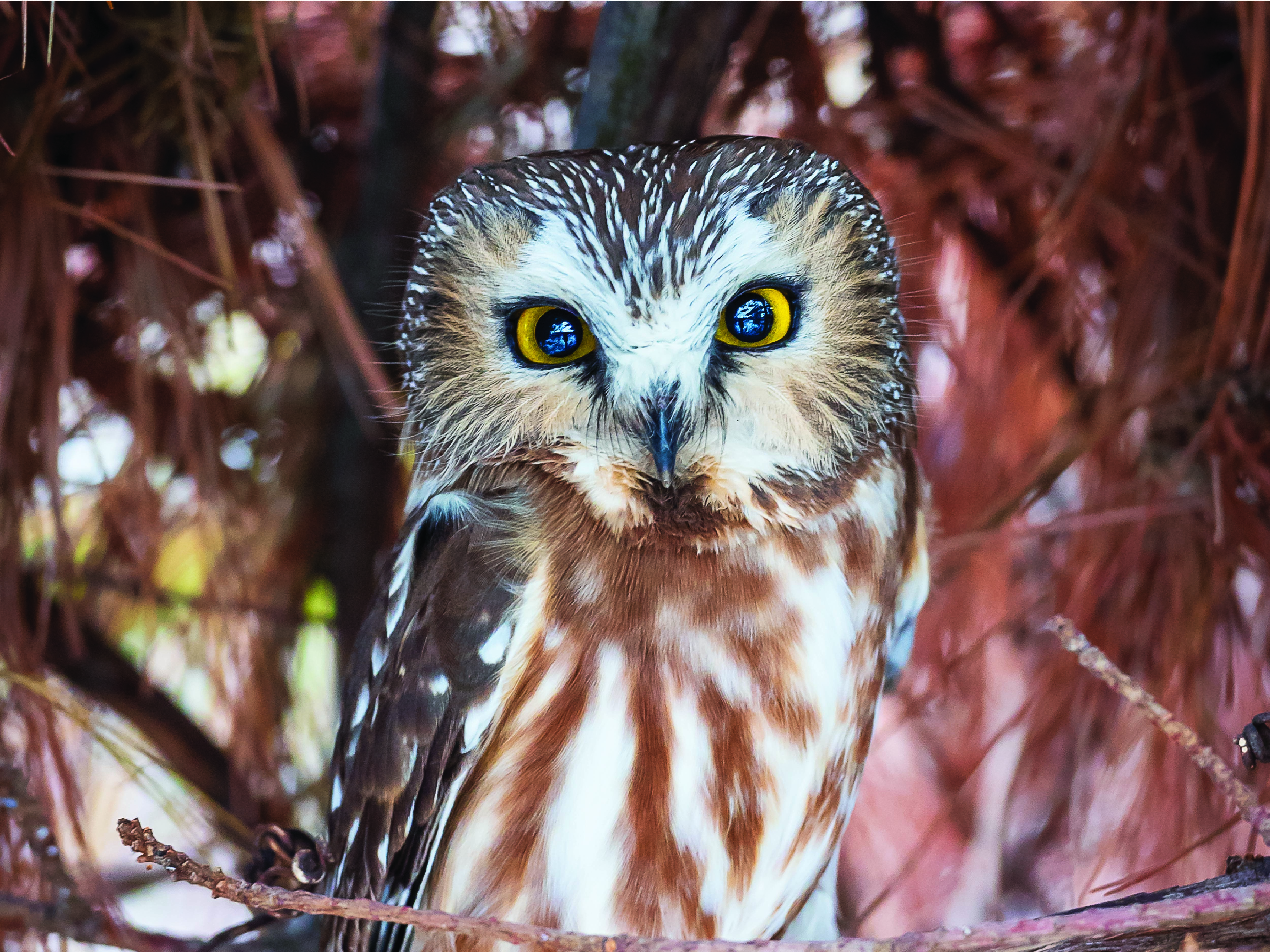 A northern saw-whet owl