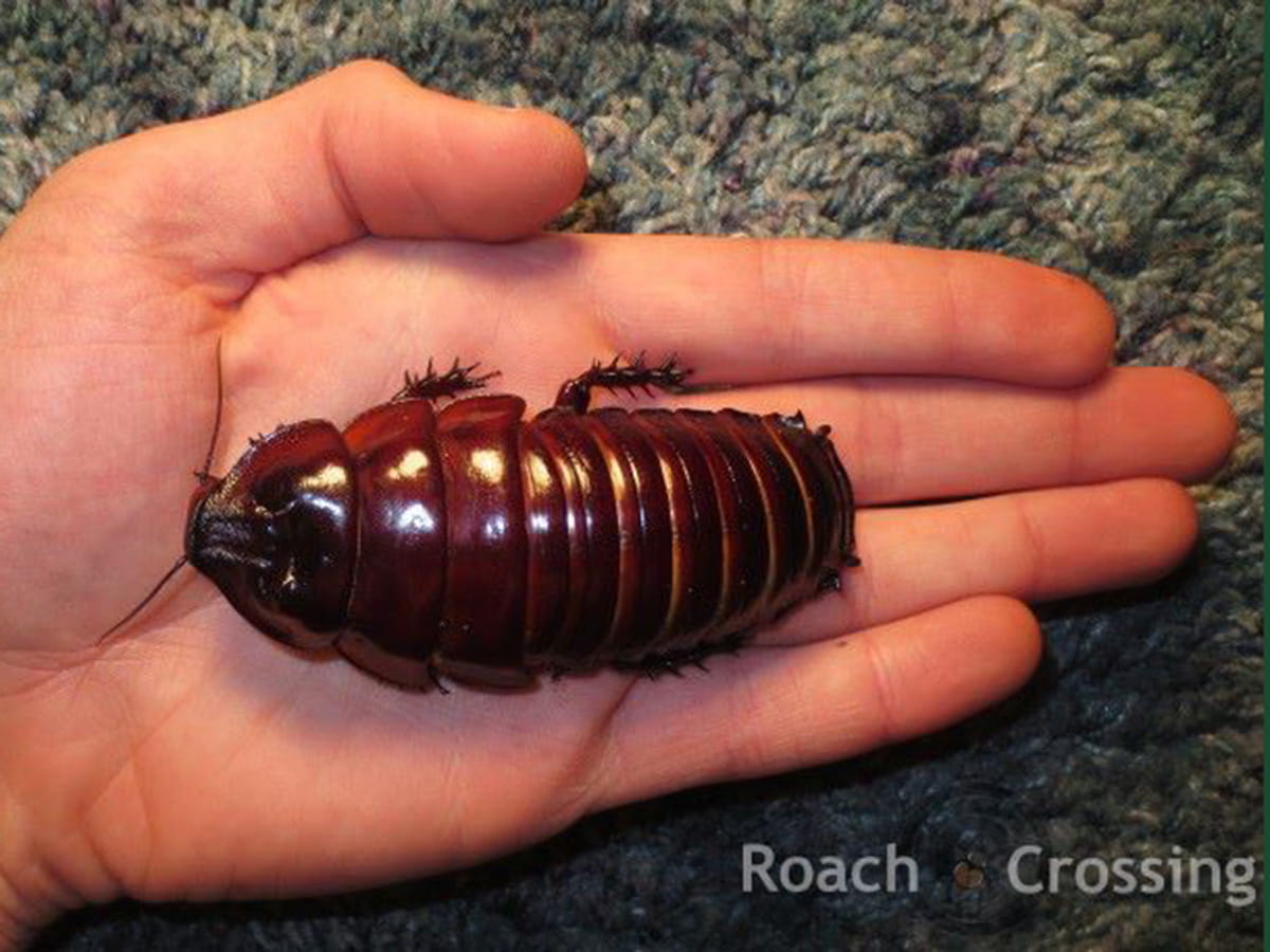 Outdoor Adventure Center - Incredible Insects and Friends