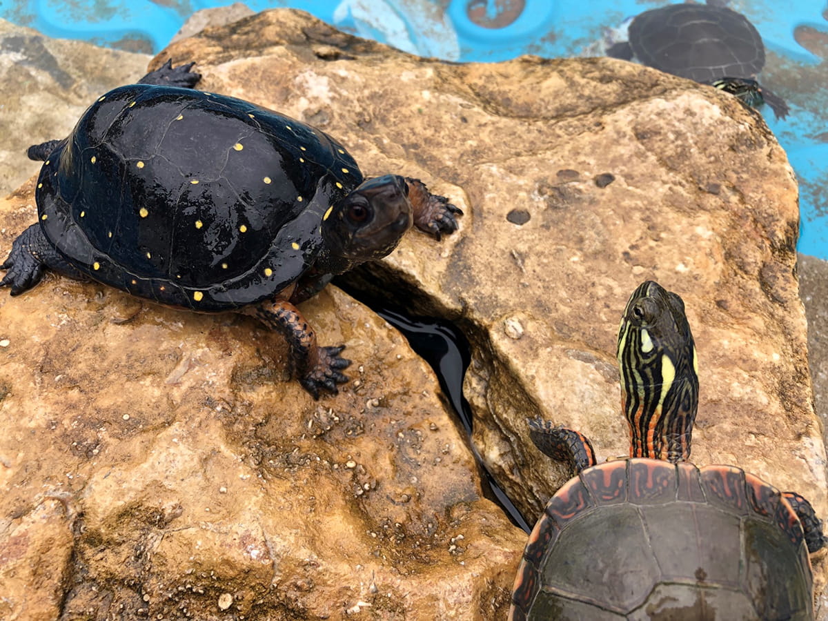 spotted turtle and painted turtle on rock