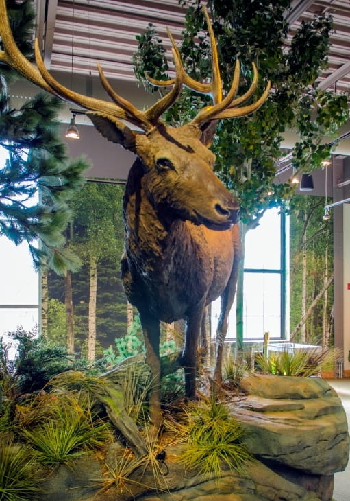 large elk with trees behind it
