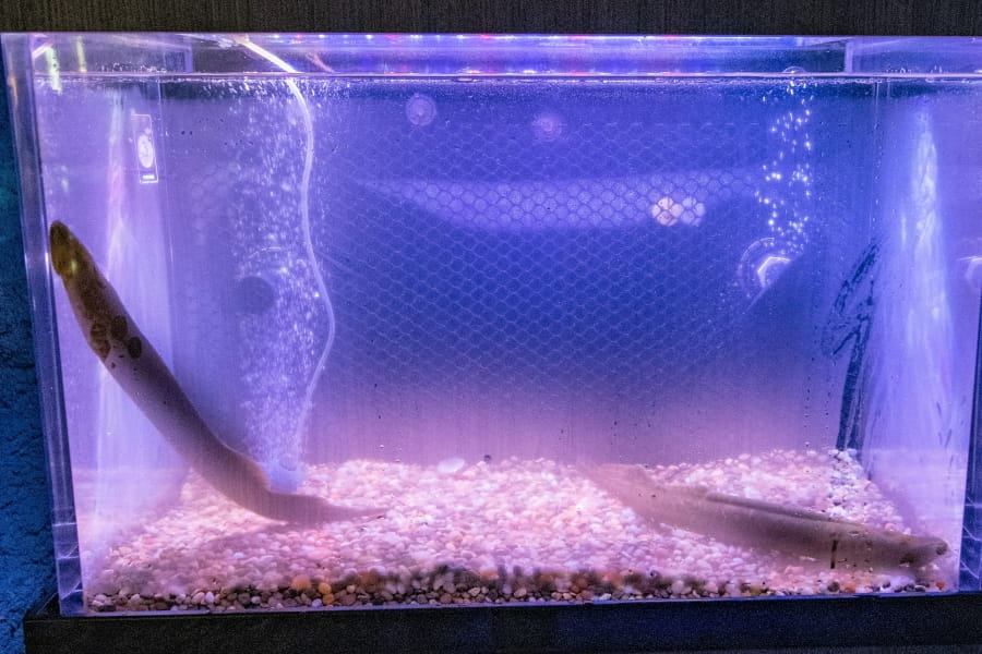 sea lamprey in tank