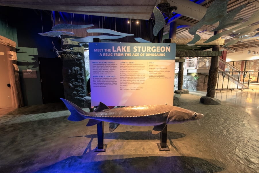 sign about lake sturgeon and large sturgeon mount