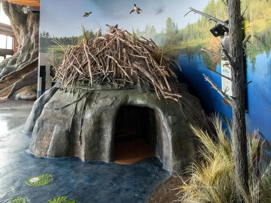 Front view of OAC beaver lodge