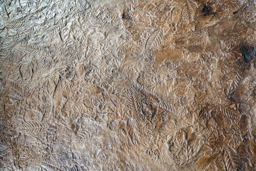 Close-up of floor in OAC pine forest exhibit