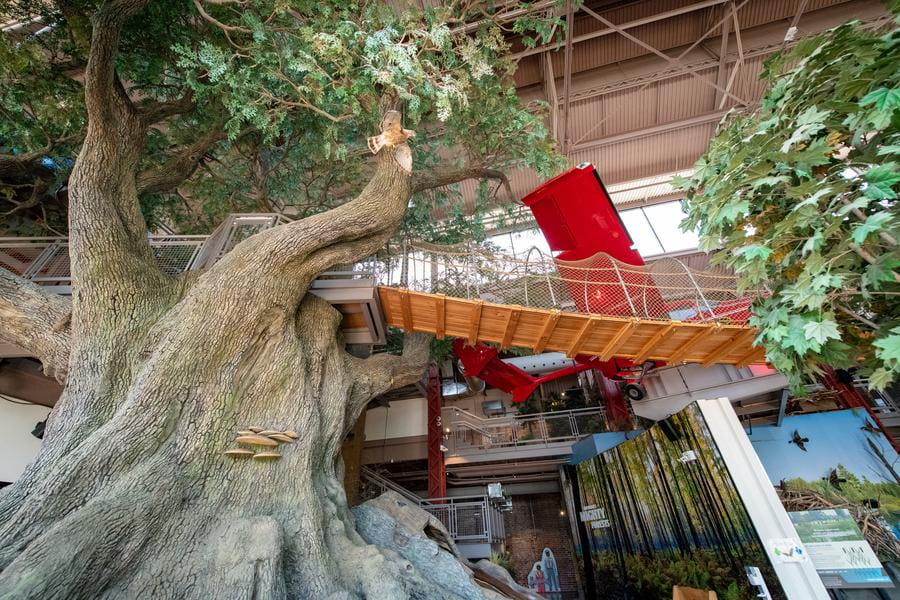 OAC big tree and suspension bridge
