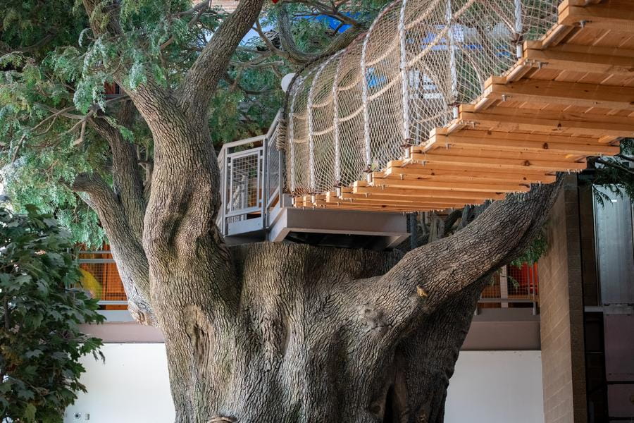 close-up of OAC suspension bridge and top of big tree