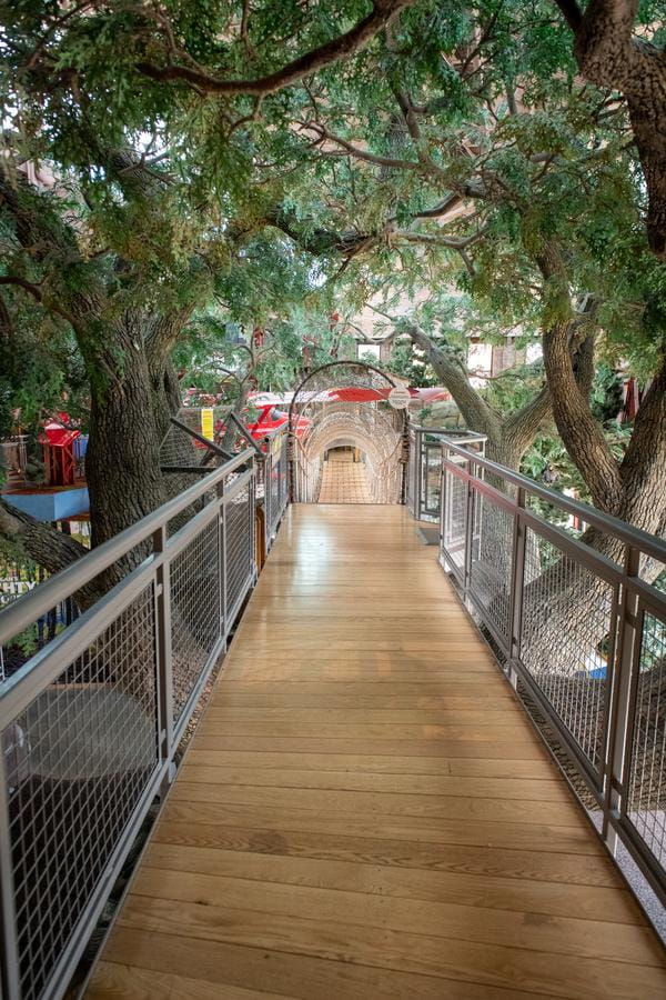 view of walkway and suspension bridge through top of big tree