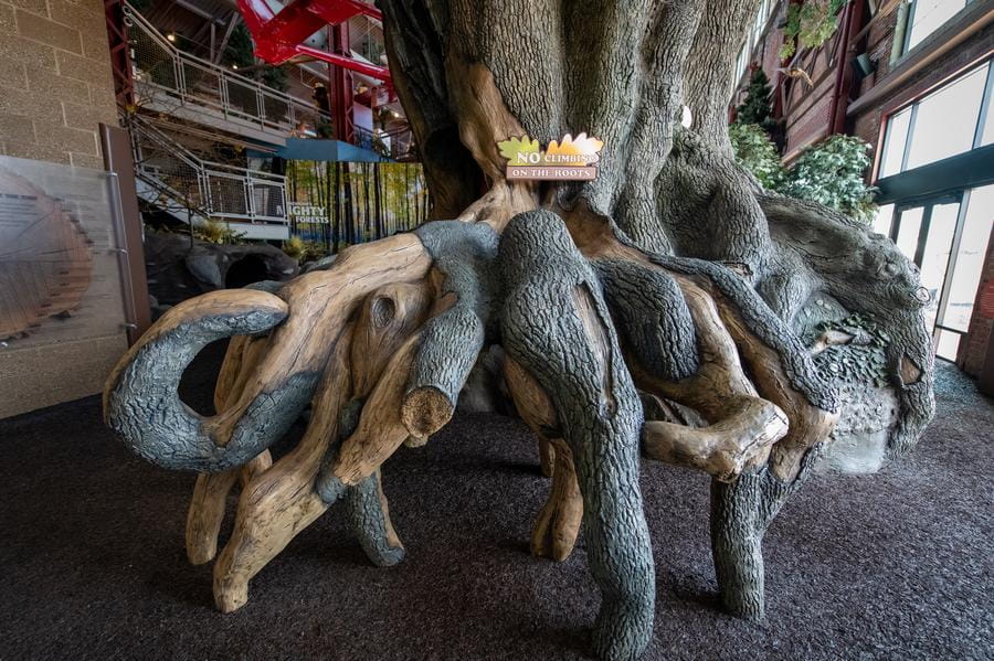 close-up of roots of OAC big tree