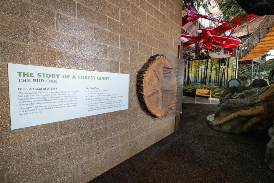 tree slice and sign about OAC bur oak tree