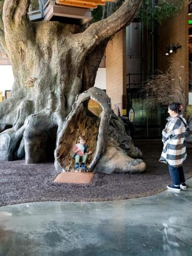 boy goes down slide in OAC big tree while mom looks on