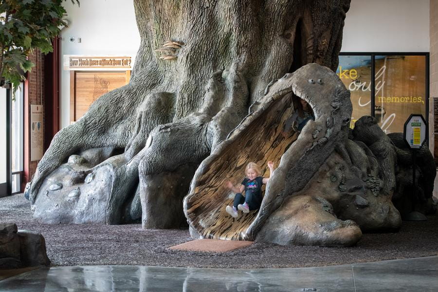 girl goes down slide in OAC big tree